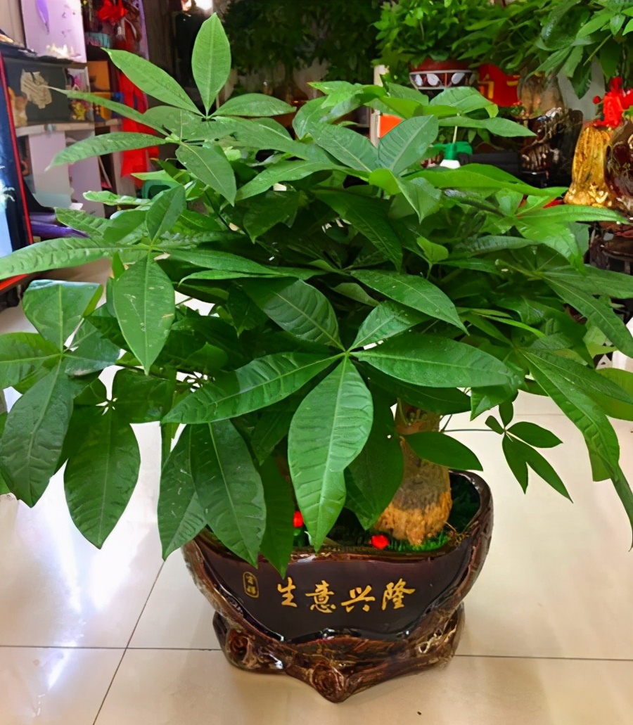 客廳好養(yǎng)的大盆植物_大盆植物客廳_盆栽客廳擺放