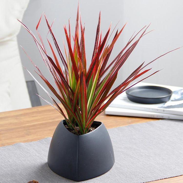 北歐風(fēng)的室內(nèi)，養(yǎng)什么花合適？4種花清新而大氣