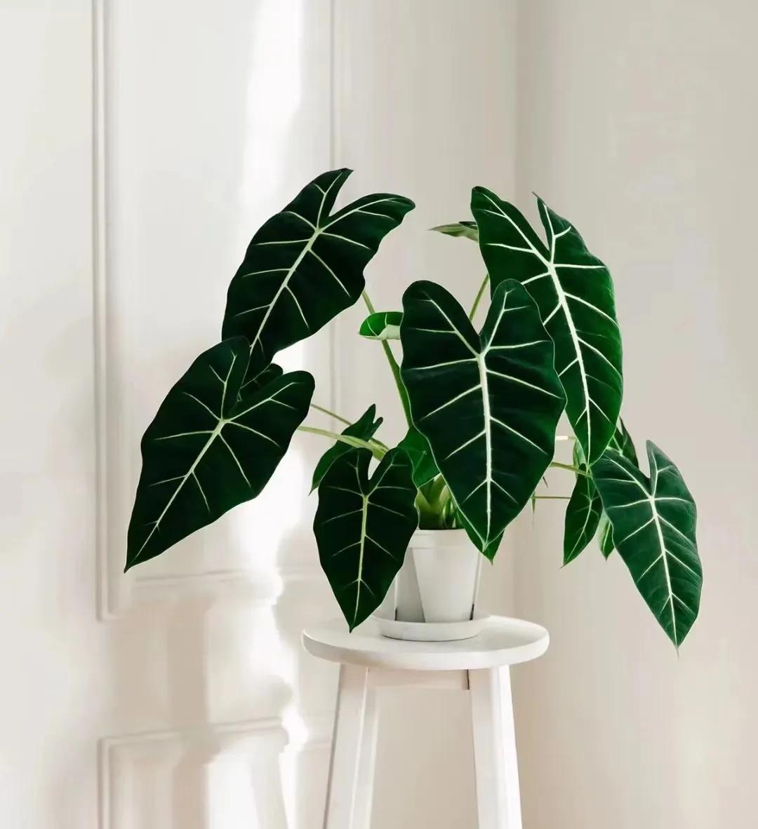 客廳裝飾植物_客廳綠植如何擺放_(tái)客廳裝飾綠植