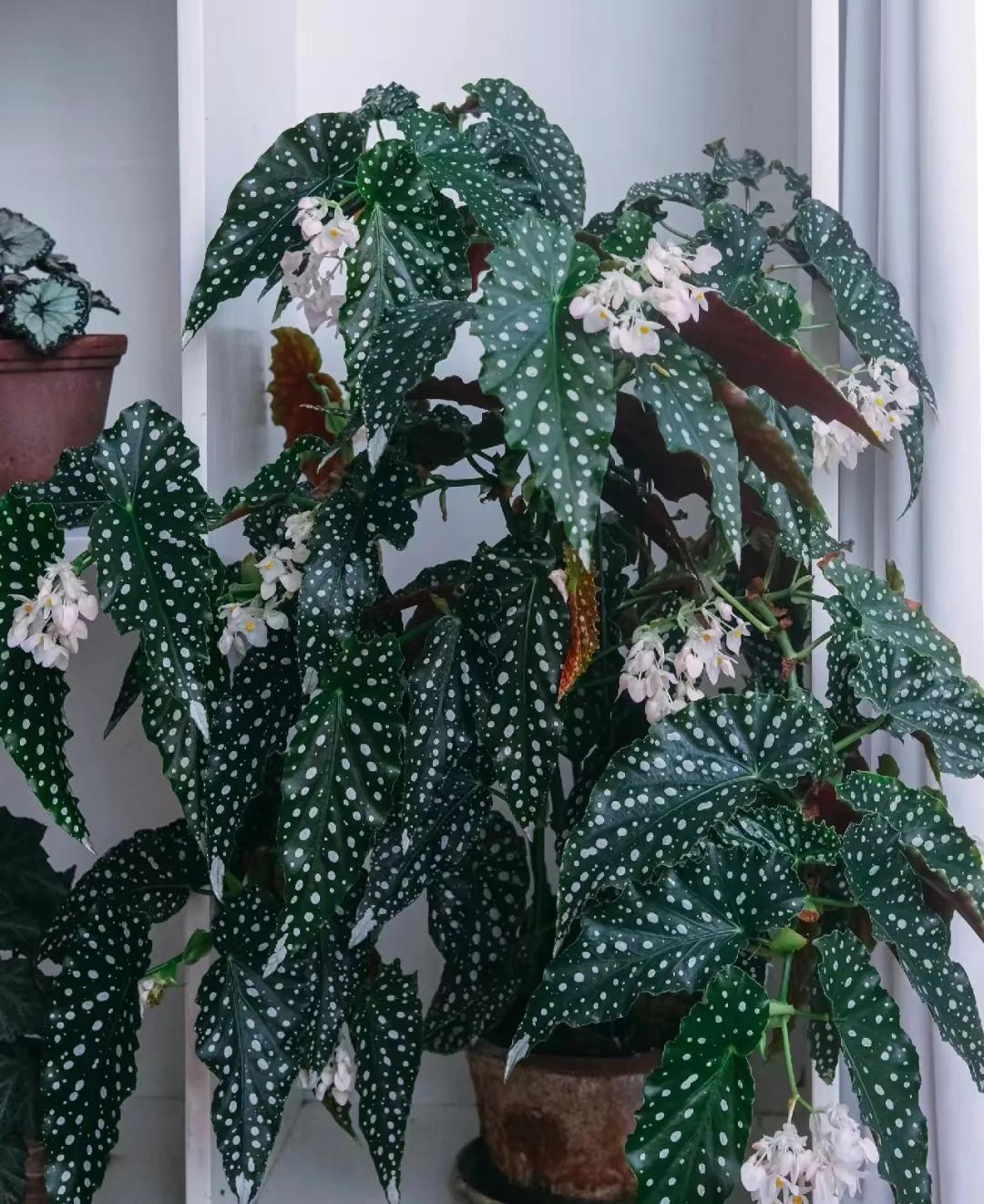 客廳裝飾綠植_客廳綠植如何擺放_(tái)客廳裝飾植物