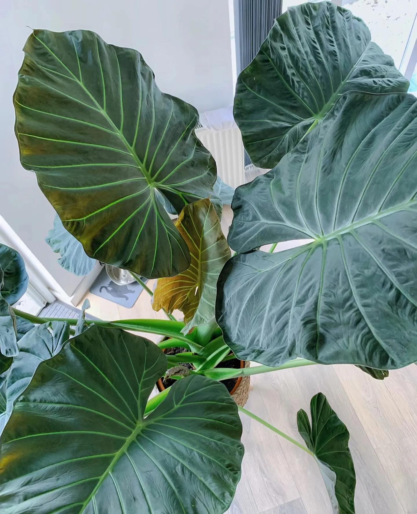 客廳裝飾綠植_客廳綠植如何擺放_(tái)客廳裝飾植物