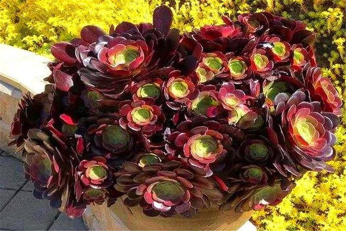 多肉紫羊絨，顏值高，爆頭快，養(yǎng)護牢記“9個字”，最適合新手