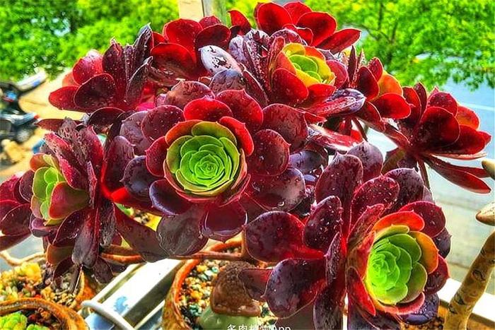 紫羊絨多肉的養(yǎng)殖方法_紫羊絨多肉的繁殖方法_養(yǎng)殖紫多肉羊絨方法圖解