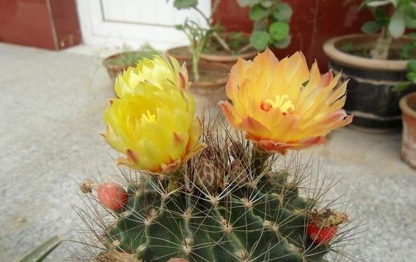 居家養(yǎng)什么花草植物好_居家養(yǎng)花有哪些好處_花草居家養(yǎng)植物好養(yǎng)活嗎