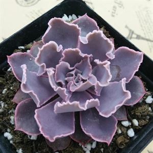 多肉海琳娜_多肉植物海琳娜_多肉海琳娜好養(yǎng)嗎