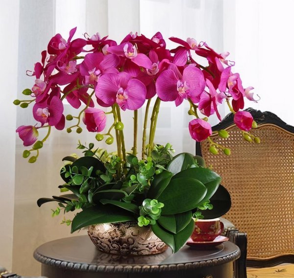 耐熱力強(qiáng)的花卉耐寒力也很強(qiáng)_耐熱的花卉有哪些_耐熱花卉植物