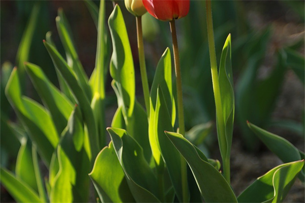 花盆栽桔子樹(桔子樹花盆栽種)