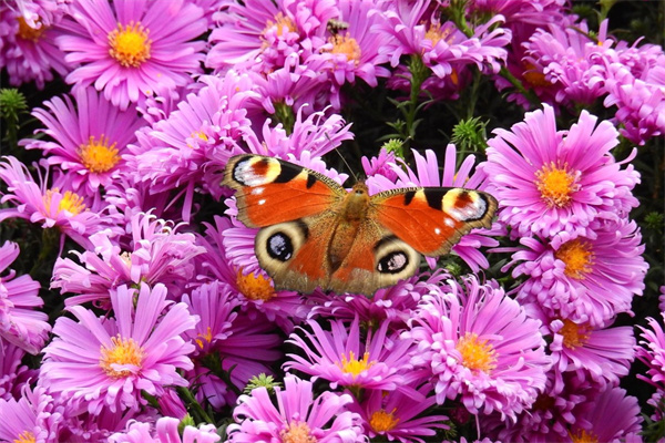 盆栽月季花冬季修剪留多高(盆栽月季冬季修剪時(shí)間和方法)