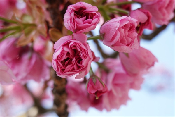 陽臺植物花卉盆栽(陽臺盆栽花卉哪種好養(yǎng))