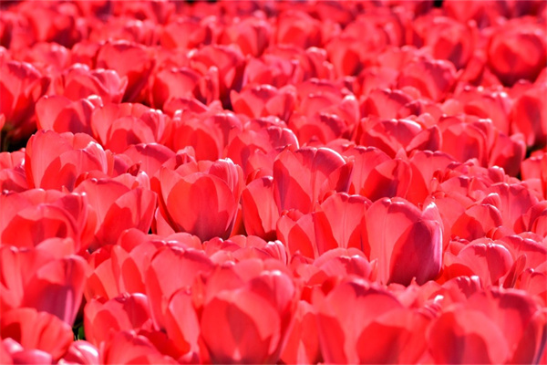 金錢樹客廳盆栽大(金錢樹養(yǎng)在客廳有什么風(fēng)水之說)