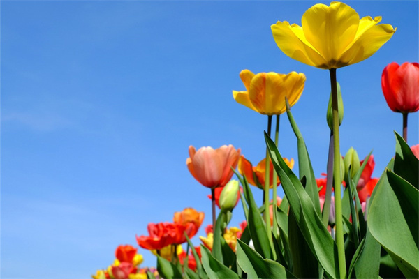 批發(fā)盆栽綠植(綠植盆栽批發(fā)市場)