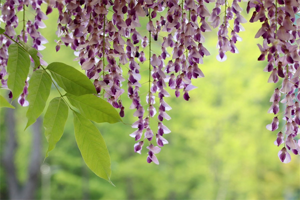 辦公室盆栽什么植物(辦公室盆栽什么植物好養(yǎng)活)