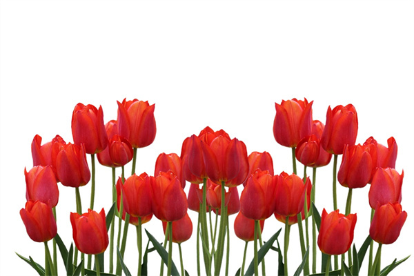 租擺綠植花卉(綠植租擺掙錢嗎)