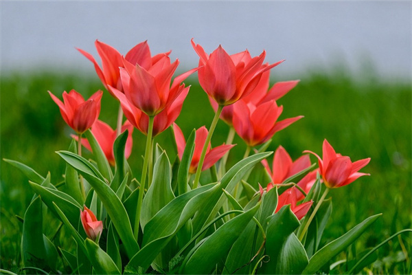 了解玫瑰花的相關知識(關于玫瑰花的科普知識)