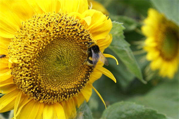 綠植花卉店費(fèi)用(綠植花卉店費(fèi)用怎么算)