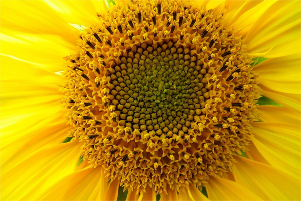 批發(fā)盆栽花市場(批發(fā)盆栽花市場在哪里)