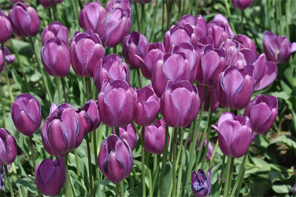 室內(nèi)凈化空氣綠植(室內(nèi)凈化空氣綠植推薦有哪些)