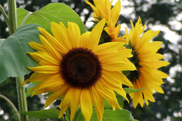 100種常見室內(nèi)綠植(100種常見室內(nèi)綠植吊蘭)