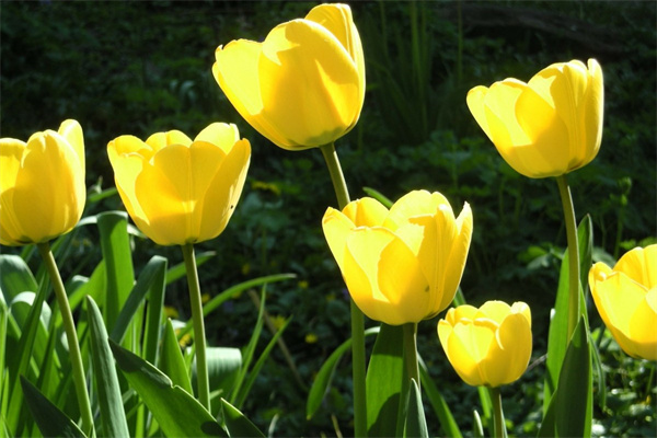 福壽花盆栽(福壽花苗圖片)