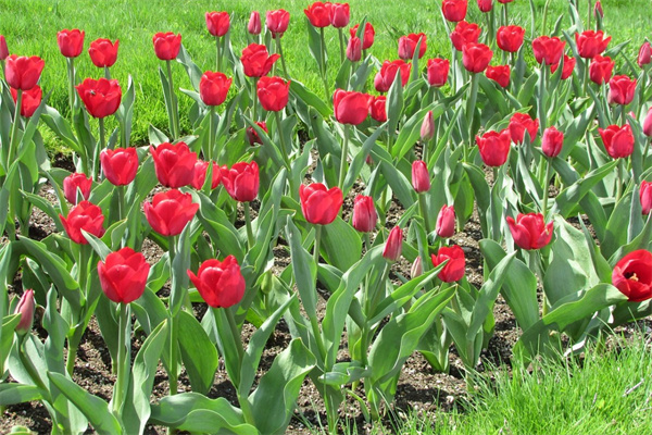 盆景花卉室內(nèi)(盆景花卉 室內(nèi))