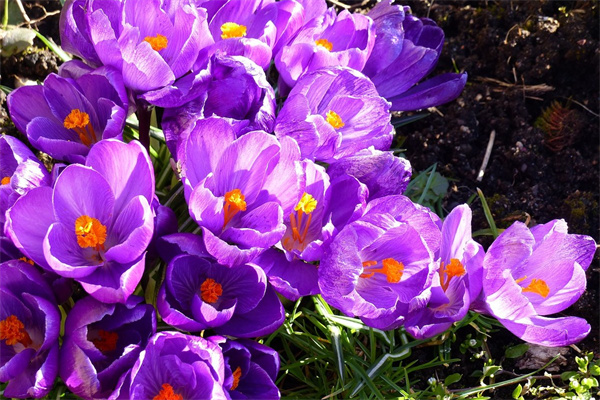 哪里買盆栽綠植便宜(哪里買盆栽綠植便宜又好養(yǎng))