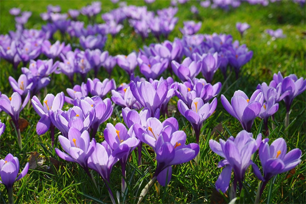 美篇送花要付費(fèi)嗎(美篇中的送花對(duì)方能收到現(xiàn)金嗎)