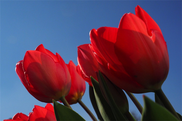 客廳綠色植物大盆栽(客廳適合養(yǎng)的綠色植物)