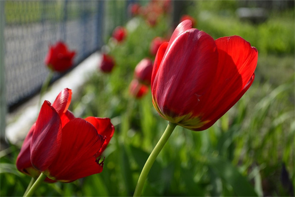 石家莊綠植花卉批發(fā)市場(石家莊綠植花卉批發(fā)市場石家莊錦旋園林)