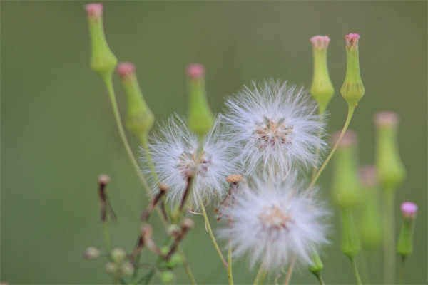 四季常青的庭院綠植有哪些(四季常青的庭院綠植有哪些品種呢視頻)