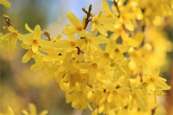 多肉有光合作用嗎(多肉植物的光合作用和呼吸作用)