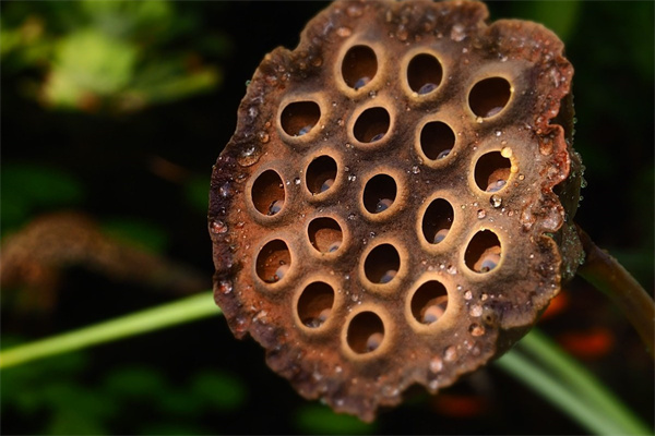 姬秋麗多肉好養(yǎng)嗎(10種公認(rèn)陽臺最好養(yǎng)的多肉)