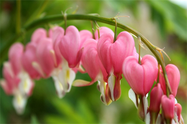 多肉剛上盆怎么澆水(剛買的多肉上盆后要幾天才澆水)