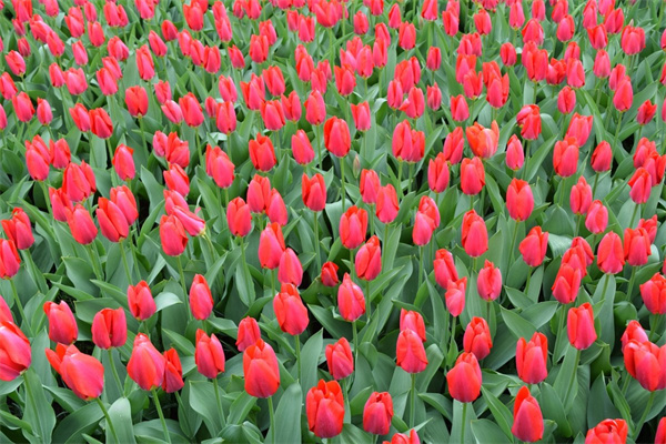 像多肉一樣的花是什么花?(像多肉一樣的花是什么花圖片)