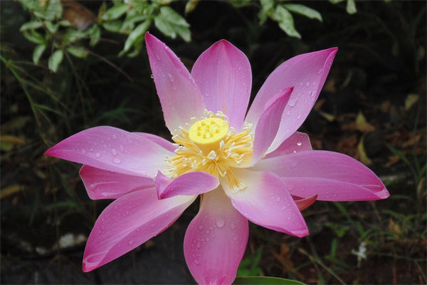 月季花種植方法和注意事項（月季花的生長過程）