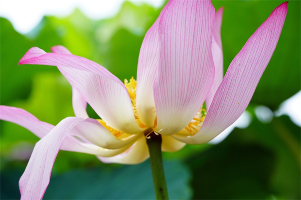 沙羅姬牡丹多肉怎么養(yǎng)(沙羅姬牡丹多肉怎么養(yǎng)護(hù)和管理)