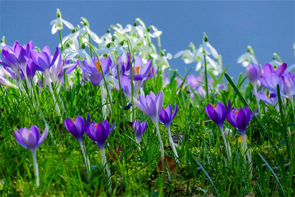 草金魚用什么水草(養(yǎng)草金魚用什么魚缸)