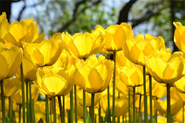 什么多肉最好養(yǎng)最好看(什么多肉最好養(yǎng)活又好看)