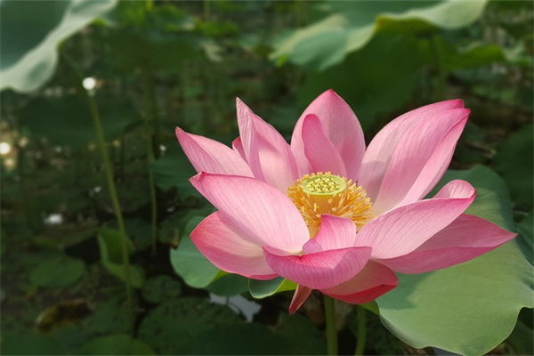 紅掌多久澆一次水最好（家養(yǎng)紅掌的注意事項）