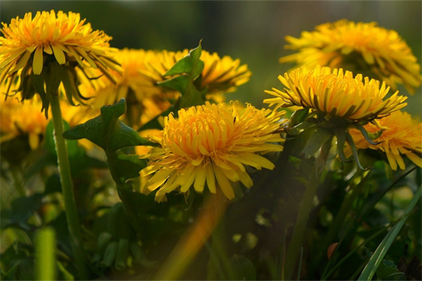 黃瓜種植技術與管理（種黃瓜的方法和步驟）