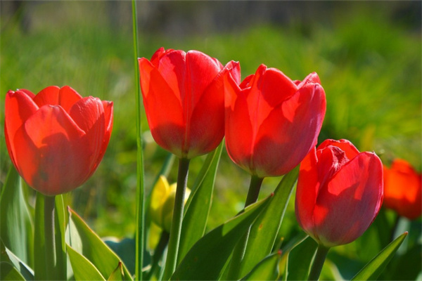 玫瑰花束怎么保存時(shí)間長(玫瑰花束怎么保存時(shí)間長點(diǎn))