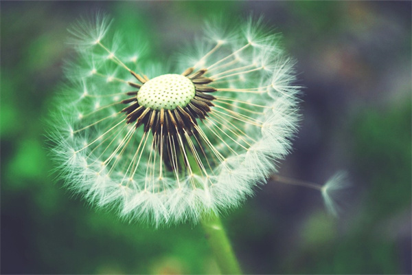 給孕婦買什么花好(給孕婦買什么花好一點(diǎn))