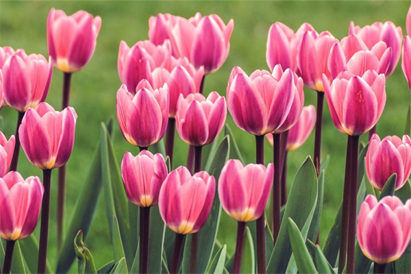 君子蘭適合室外還是室內(nèi)養(yǎng)(君子蘭適合室外還是室內(nèi)養(yǎng)呢)