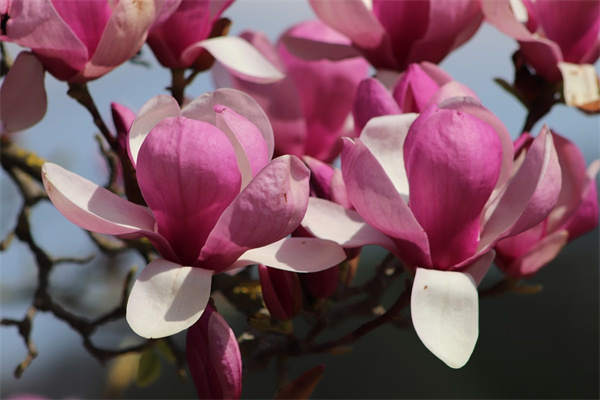 描述各種花的詩(shī)句(描述各種花的詩(shī)句大全)