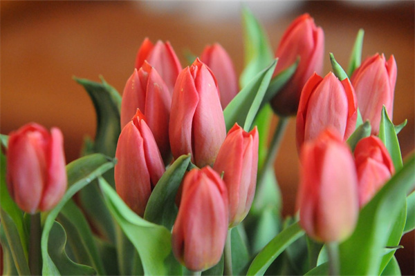 道歉送什么花朋友(道歉送什么花給朋友)