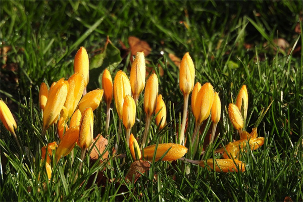 上墳送什么花合適(去上墳買什么花合適?)