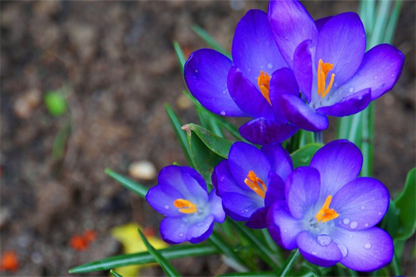 送兒子應(yīng)該送什么花(送兒子送什么花比較好)