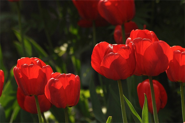 像女生告白應(yīng)該送什么花(像女生告白應(yīng)該送什么花呢)