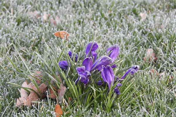長(zhǎng)輩生日送什么鮮花合適(長(zhǎng)輩生日送什么花比較合適)