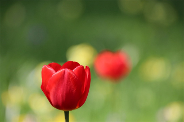 送男朋友花他會(huì)喜歡嗎(送男朋友花會(huì)不會(huì)很奇怪)