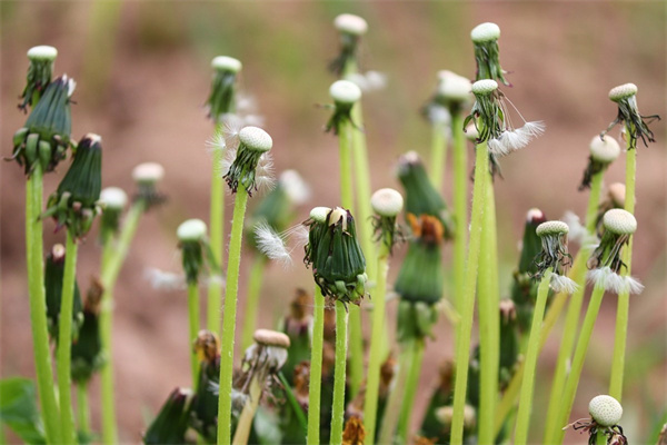 求愛送什么花(求愛送什么花給女朋友)